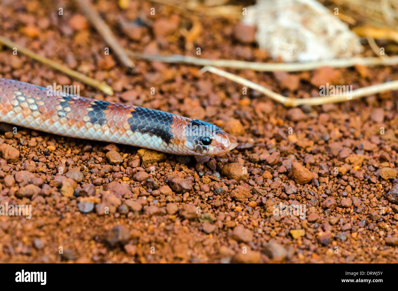 Australische Korallenschlange Brachyurophis australis Stockfoto