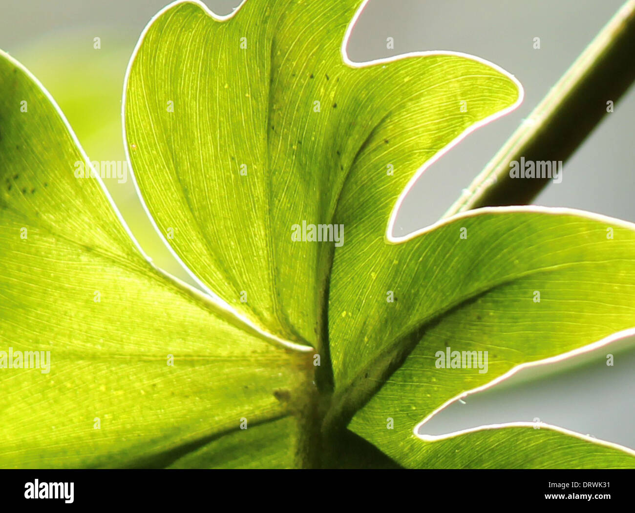 Philodendron Xanadu Blatt Nahaufnahme. Stockfoto