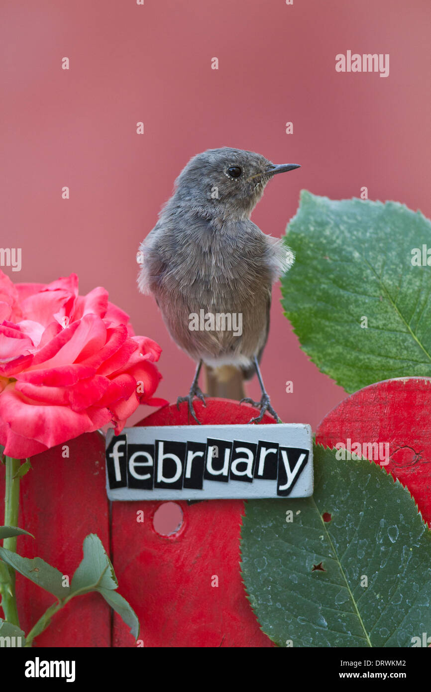 Vogel sitzend auf einem dekorierten Zaun mit Februar Buchstaben und Motive Stockfoto