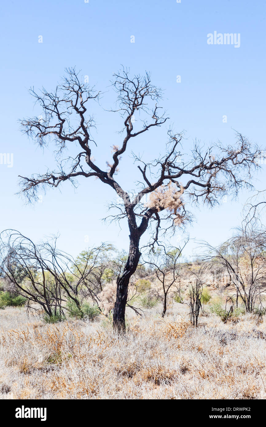 Baum im Outback Australien in der Nähe von Alice Springs Desert Stockfoto