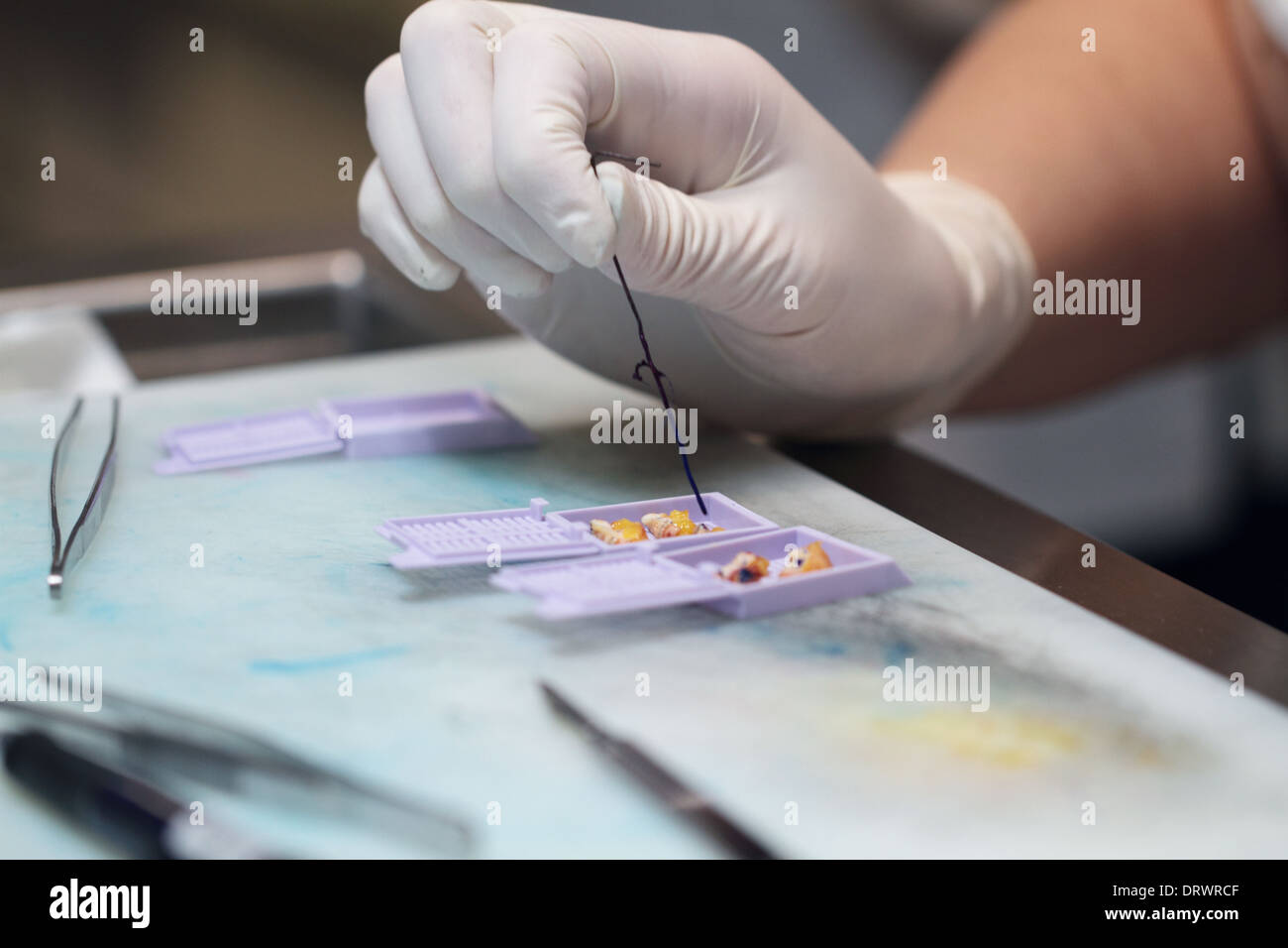 Histologie-Proben in einer Pathologie-Labor vorbereiten Stockfoto