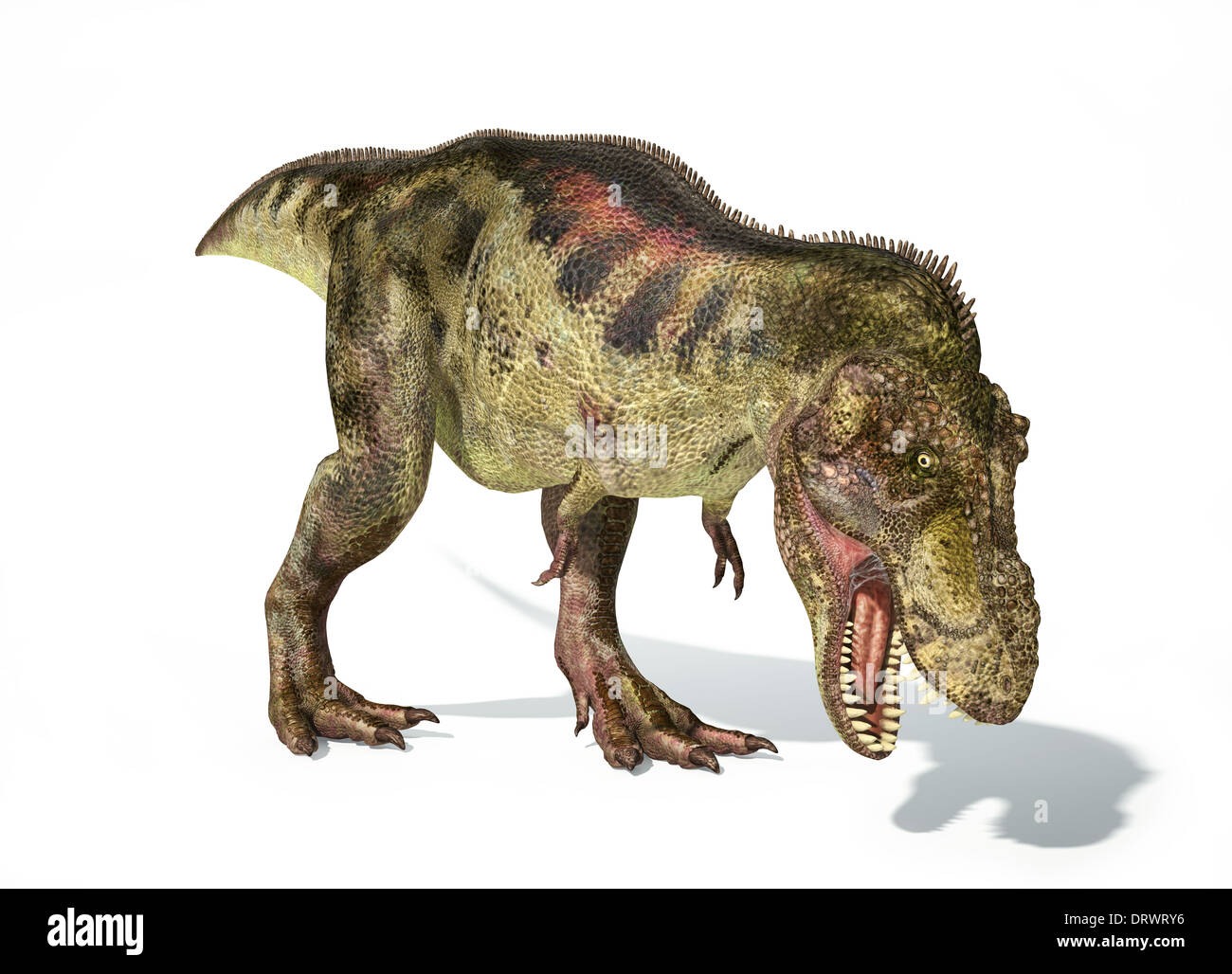 Tyrannosaurus Rex Dinosaurier, Ganzkörper fotorealistische Darstellung. Dynamische Ansicht. Auf weißem Hintergrund- and -Drop Shadow. Stockfoto