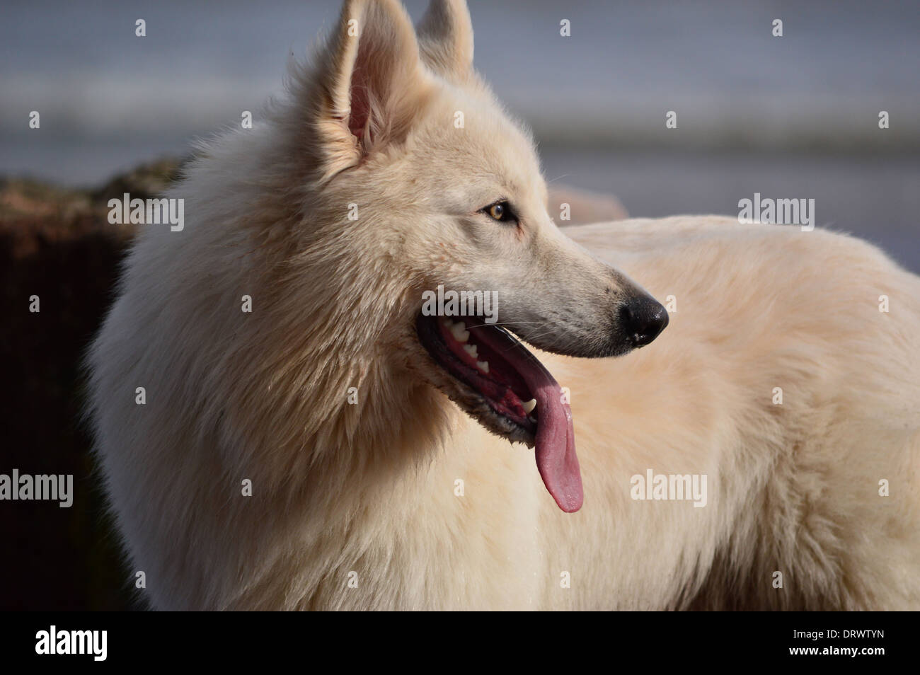 Porträt von weißen elsässischen Hund Stockfoto