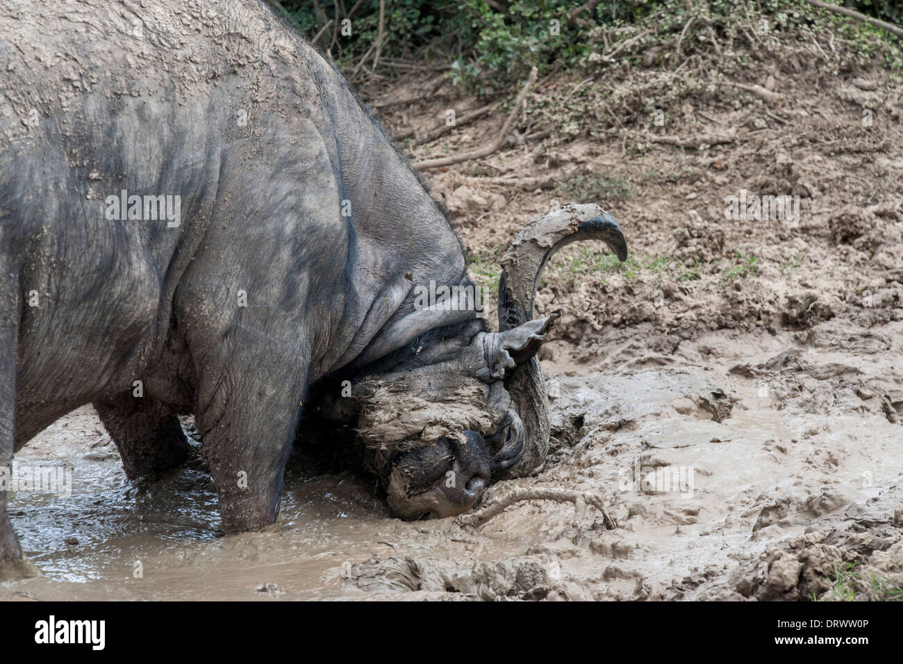 Kaffernbüffel (Syncerus Caffer) reibt seinen Kopf in eine Schlamm-Pool, Addo Elephant National Park, Eastern Cape, Südafrika Stockfoto