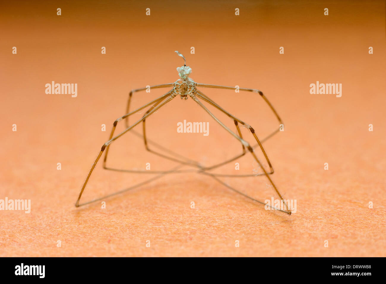 Spinne mit zusammengerollt lange Beine in enger Stockfoto