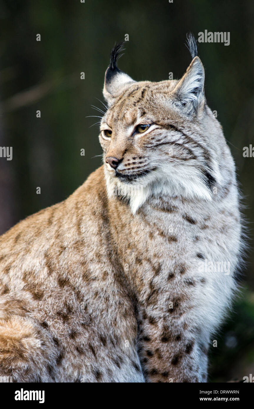 Karpaten-Luchs (Lynx Lynx Carpaticus) Stockfoto