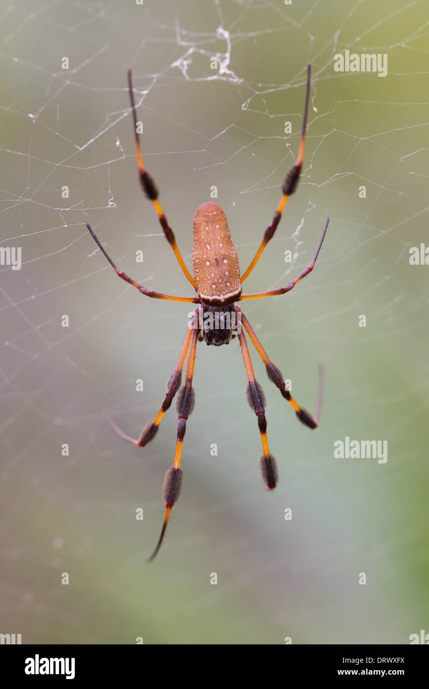 Golden Orb-Weaver Spider (Nephila Clavipes) Stockfoto