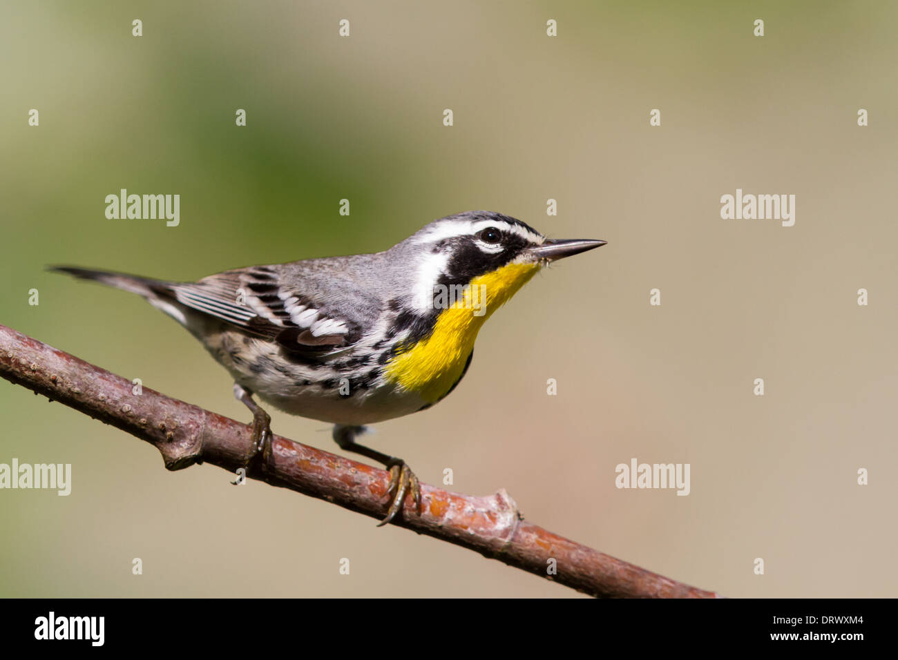 Gelb – Throated Warbler (Dendroica Dominica), Grand Bahama, Bahama-Inseln Stockfoto
