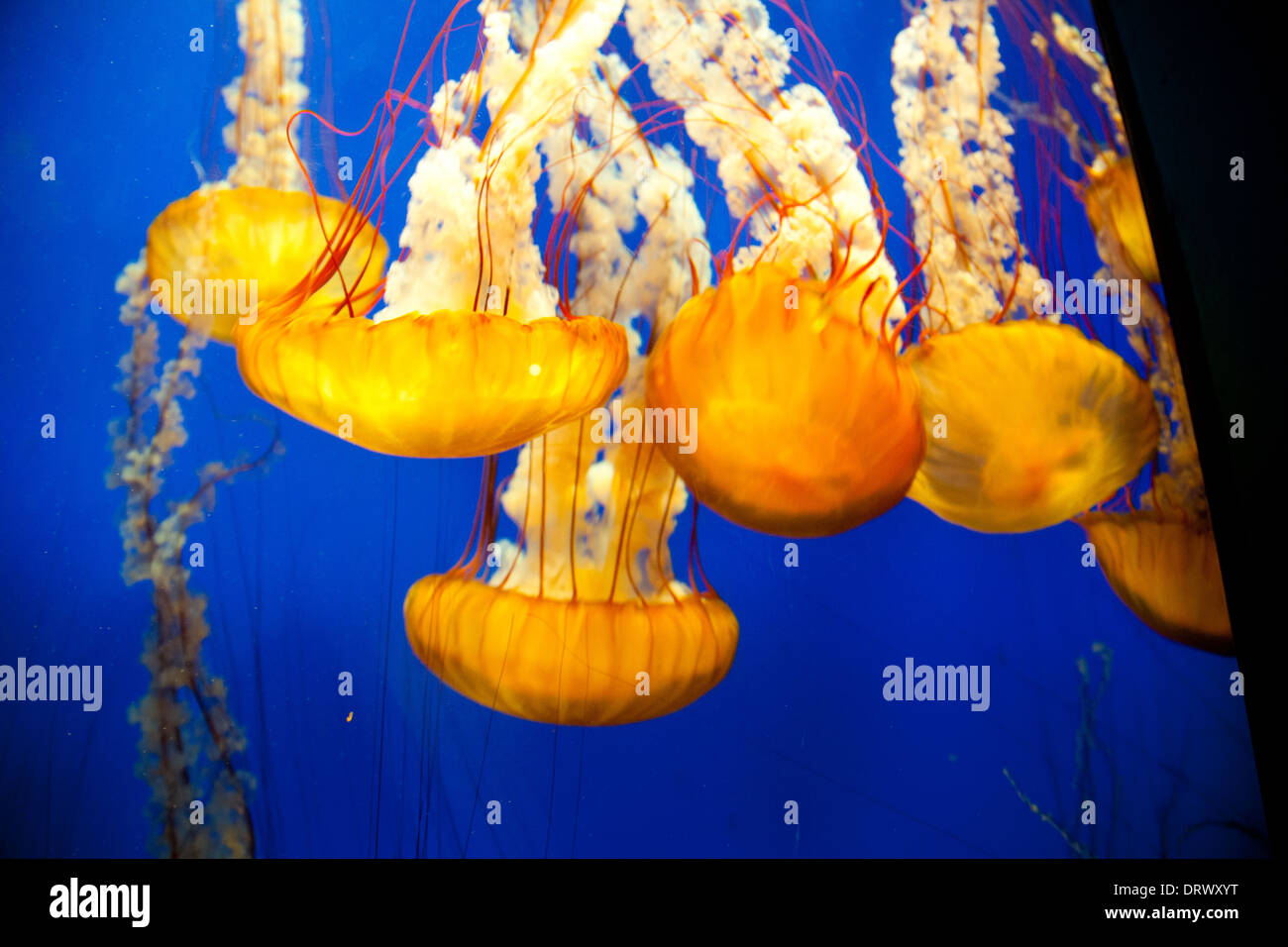 Quallen Schwimmen sicher hinter Glas im Atlanta Aquarium. Stockfoto