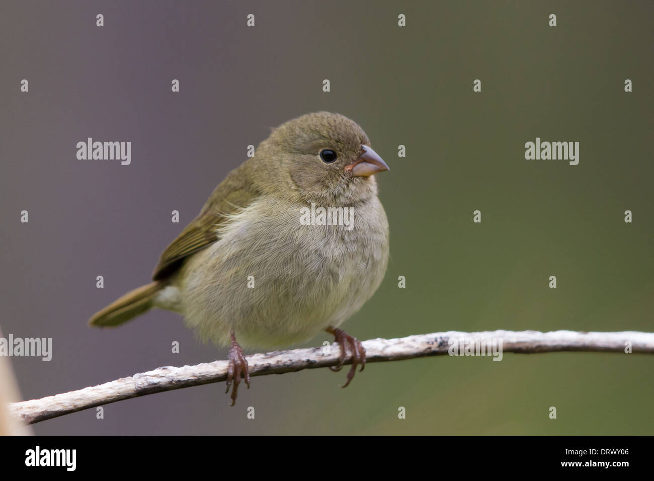 Frau Schwarz-gegenübergestellten Grassquit (Tiaris bicolor) Stockfoto
