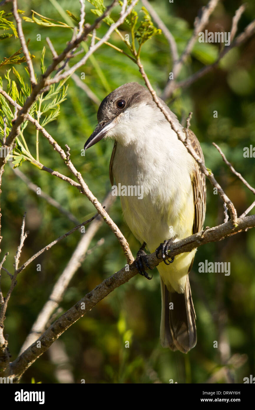 Unechte Kingbird (Tyrannus Caudifasciatus) Stockfoto