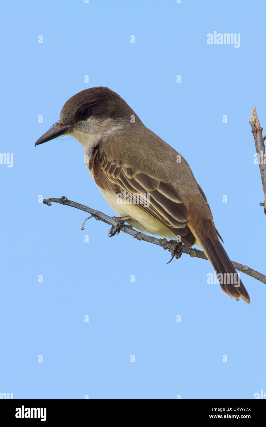 Unechte Kingbird (Tyrannus Caudifasciatus) auf Abaco, Bahama-Inseln Stockfoto