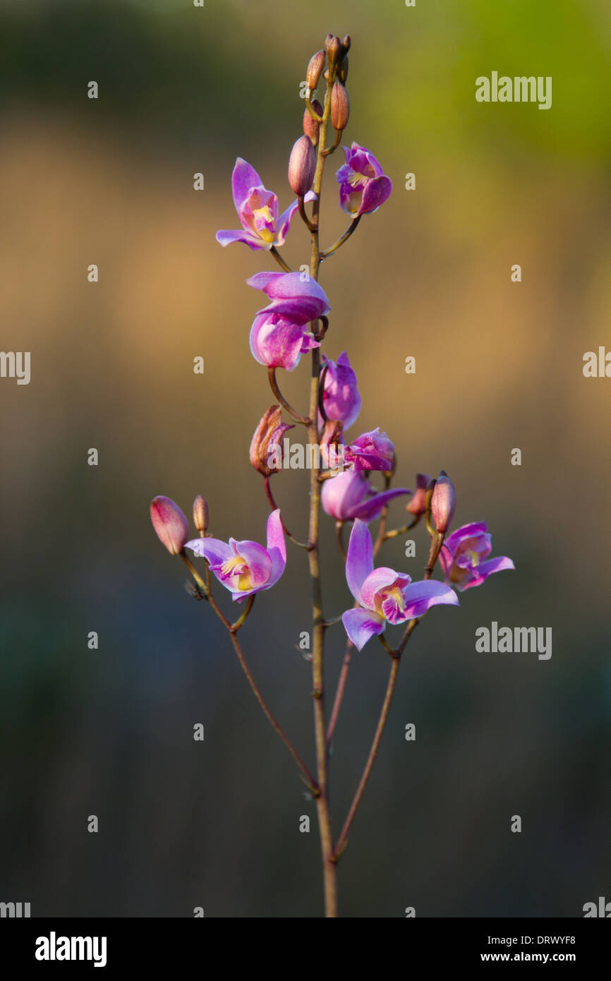 Pink Orchid (Andorpogon Glomeratus), Andros, Bahama-Inseln Stockfoto