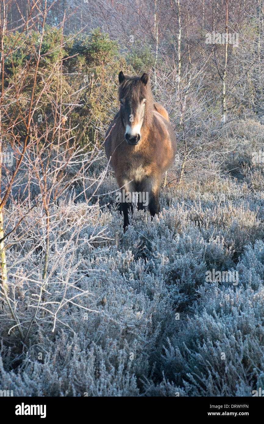 Exmoor Pony in Sutton Park an einem frostigen Januar Morgen Stockfoto