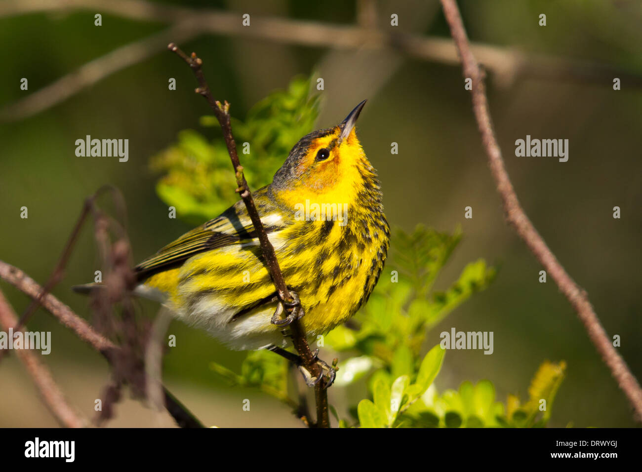 Cape kann Warbler (Dendroica Tigrina), Andros, Bahama-Inseln Stockfoto