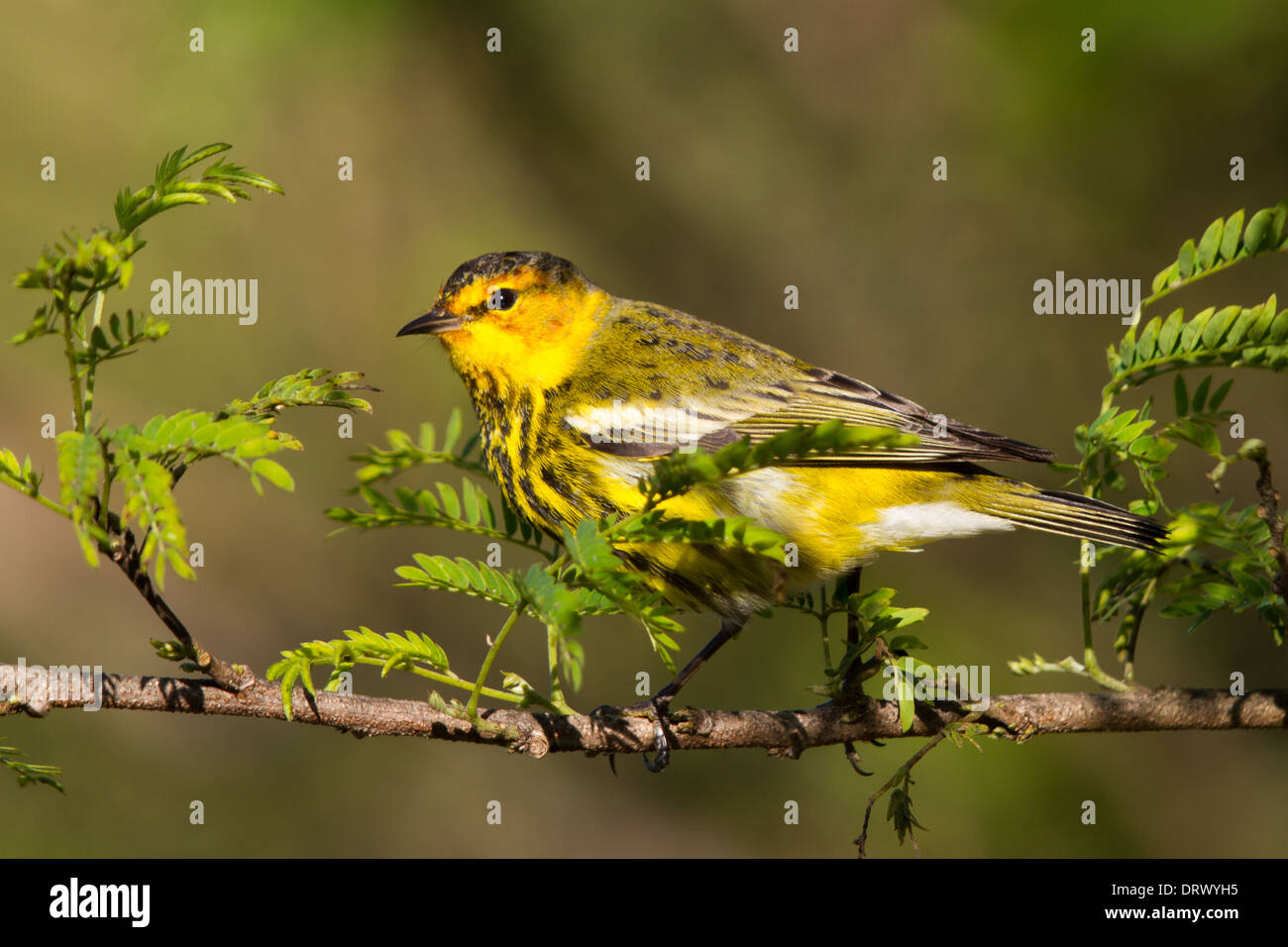 Cape kann Warbler (Dendroica Tigrina), Andros, Bahama-Inseln Stockfoto