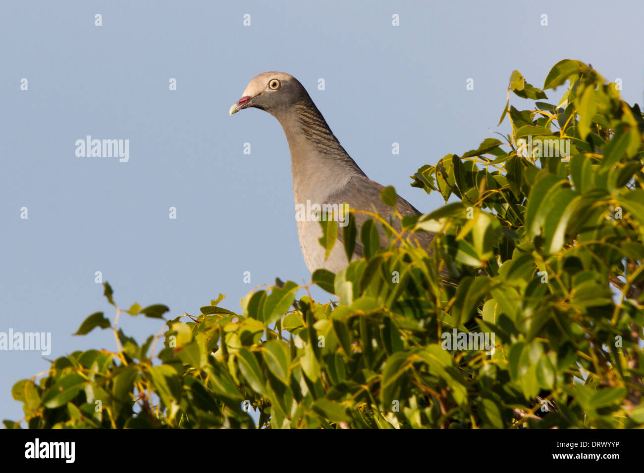 White-gekrönte Taube (Columba Leucocephala) in einer Baumkrone Stockfoto