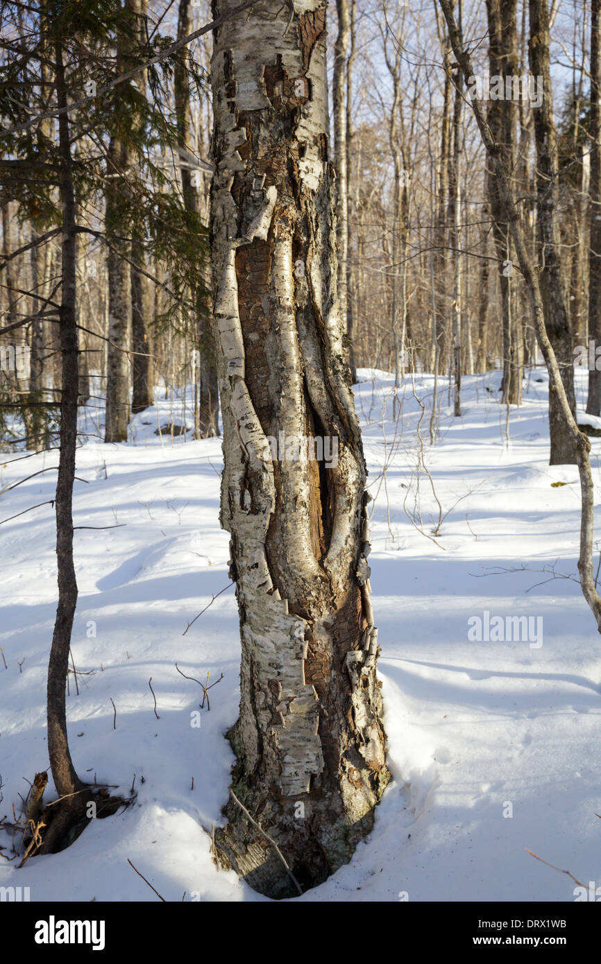 Franconia Notch State Park - Wald in der Region bekannt als Hartholz Ridge in Lincoln, New Hampshire USA während der Wintermonate Stockfoto