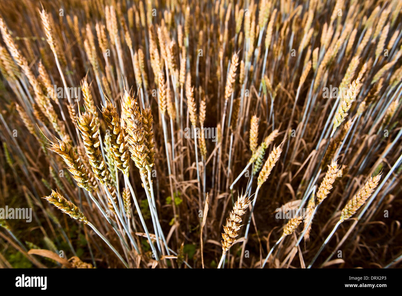 Getreide-Feld in bewölkten Tag, Brennweite 20 mm Stockfoto