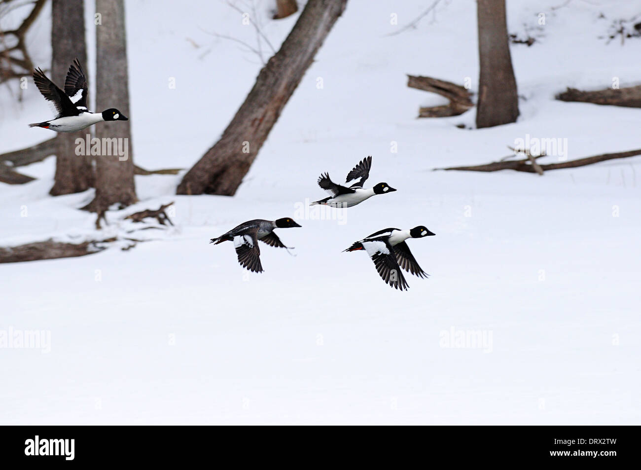 Goldeneye Enten während des Fluges über tief verschneite Landschaft. Stockfoto