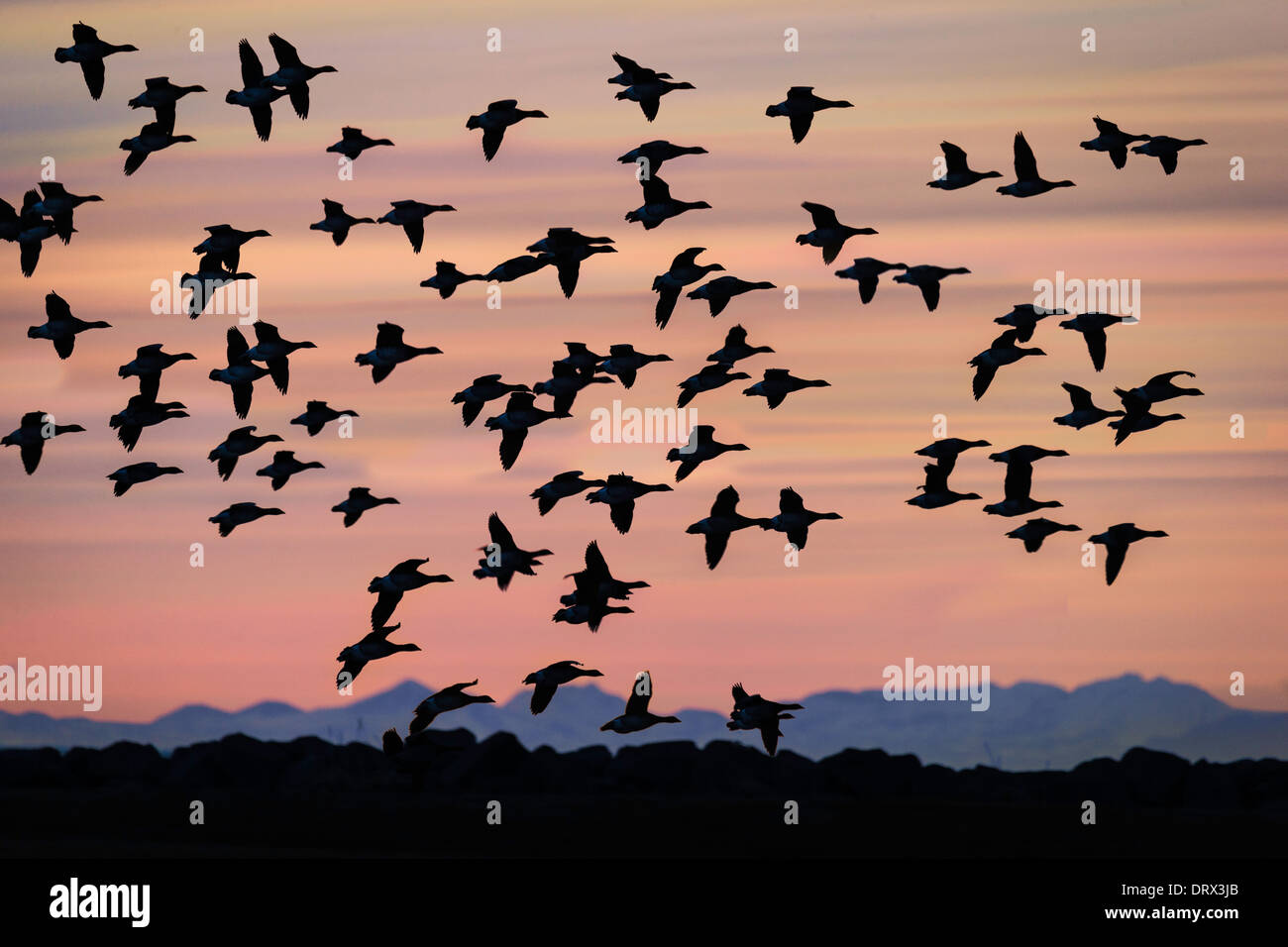 Schwarm Gänse fliegen bei Sonnenuntergang, Reykjavik, Island Stockfoto