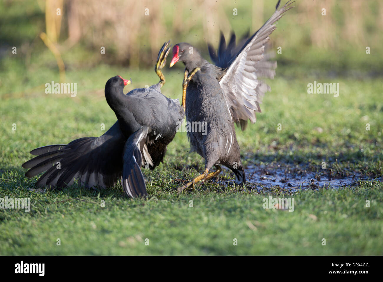 Teichhuhn; Gallinula Chloropus; Kämpfen; UK Stockfoto