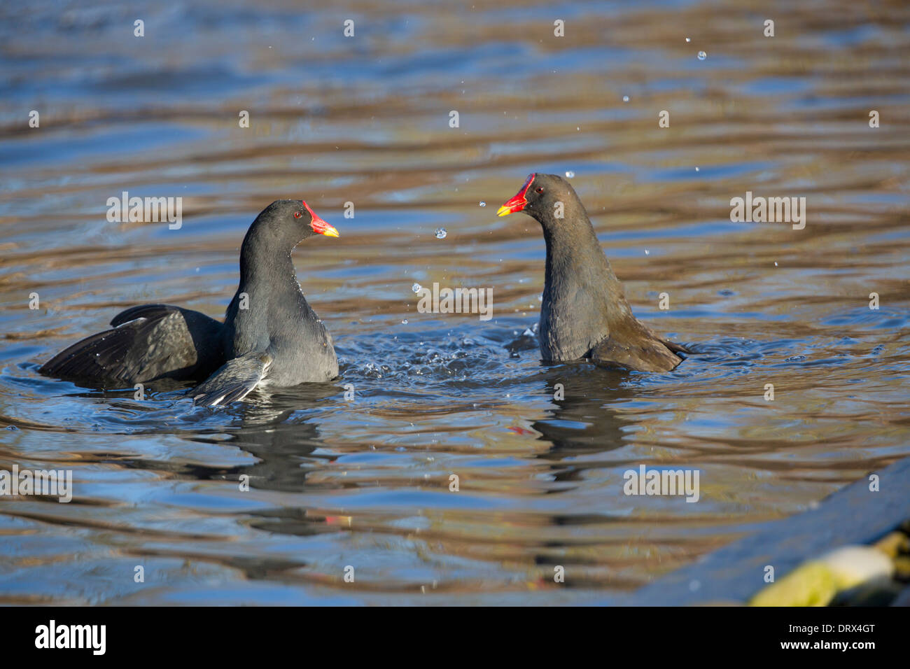 Teichhuhn; Gallinula Chloropus; Kämpfen; UK Stockfoto