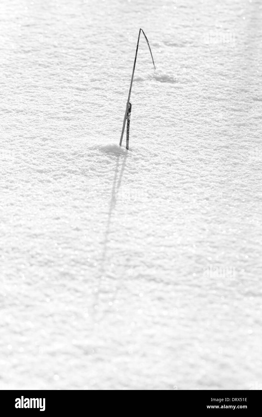 Einzelne Stroh und seinen Schatten im weißen Schnee Stockfoto