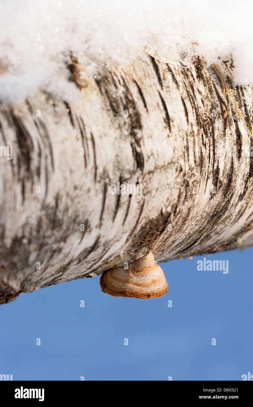 Kleinen Fliegenpilz oder Pilz auf verschneite Birke Stockfoto
