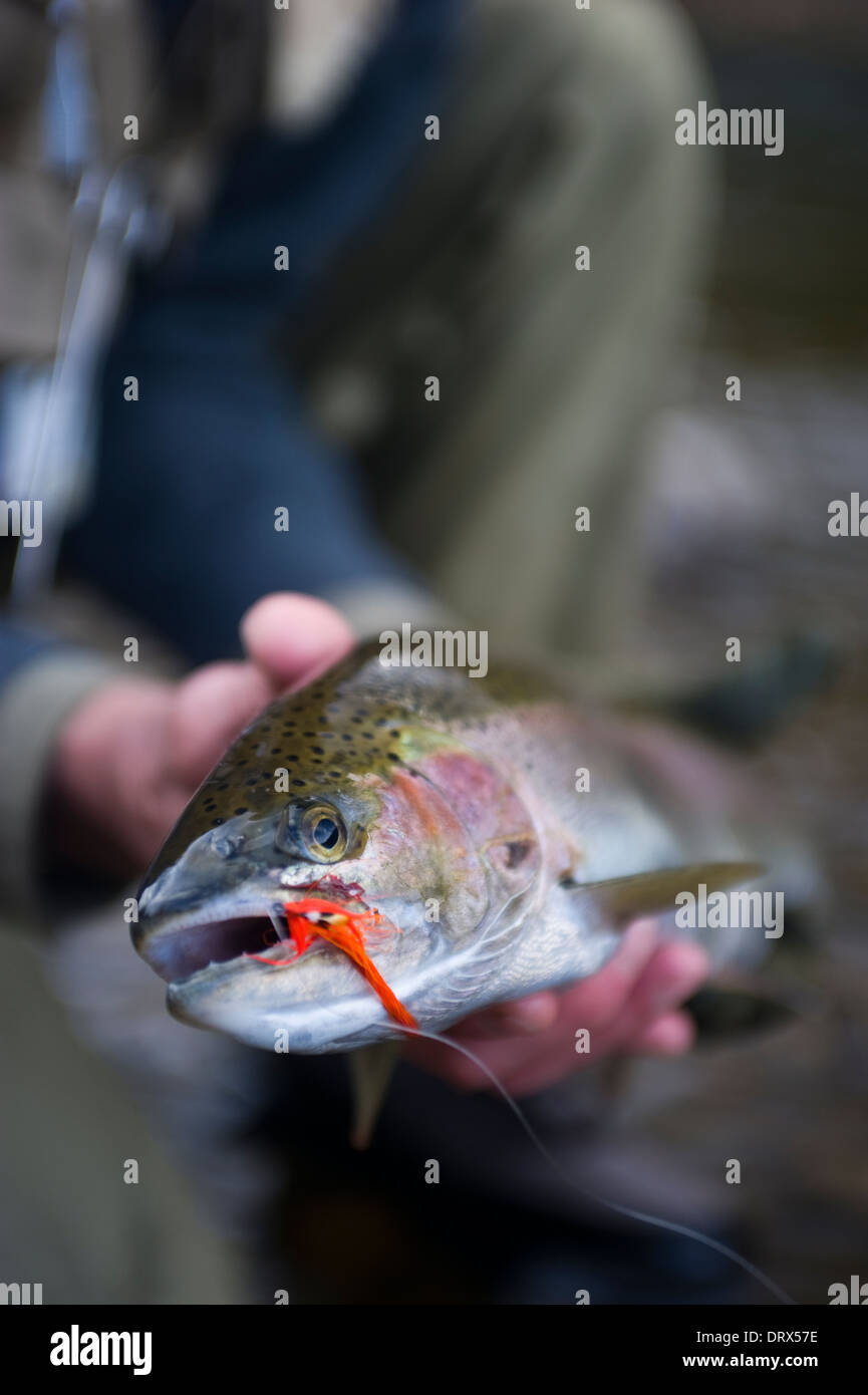 Angler halten einen großen Steelhead gefangen Speycasting in einem Fluss in Nord-Ontario, Kanada Stockfoto