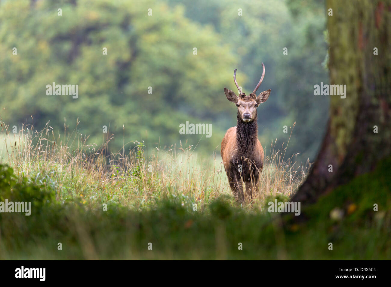 Red Deer; Cervus Elaphus; Hirsch; Herbst; Derbyshire; UK Stockfoto