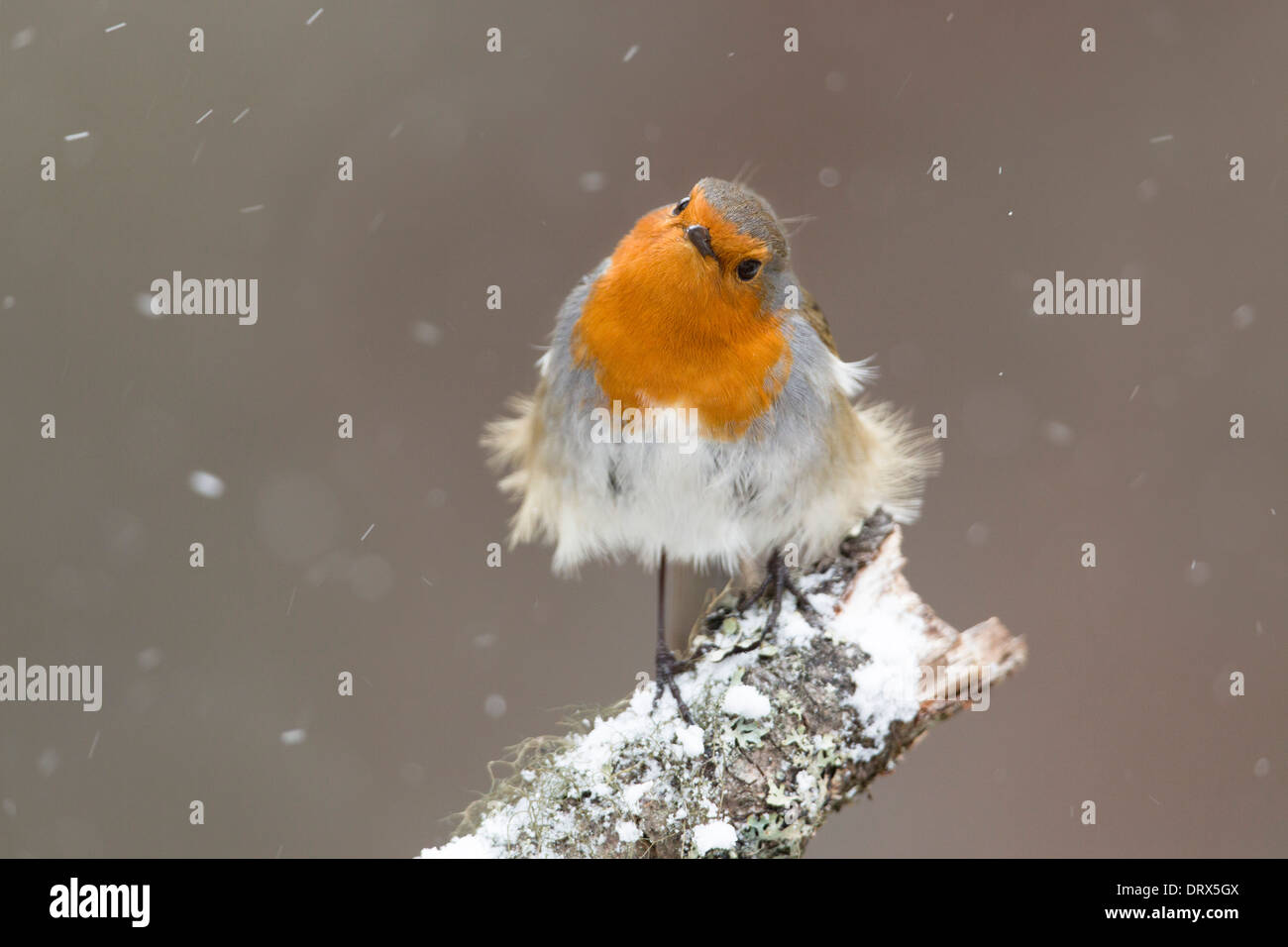 Robin; Erithacus Rubecula; im Schnee; UK Stockfoto