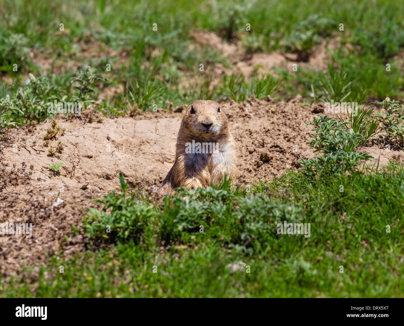 Schwarz-angebundene Präriehund (Cynomys sich) am Devils Tower National Monument, Crook County, Black Hills, Wyoming, USA Stockfoto