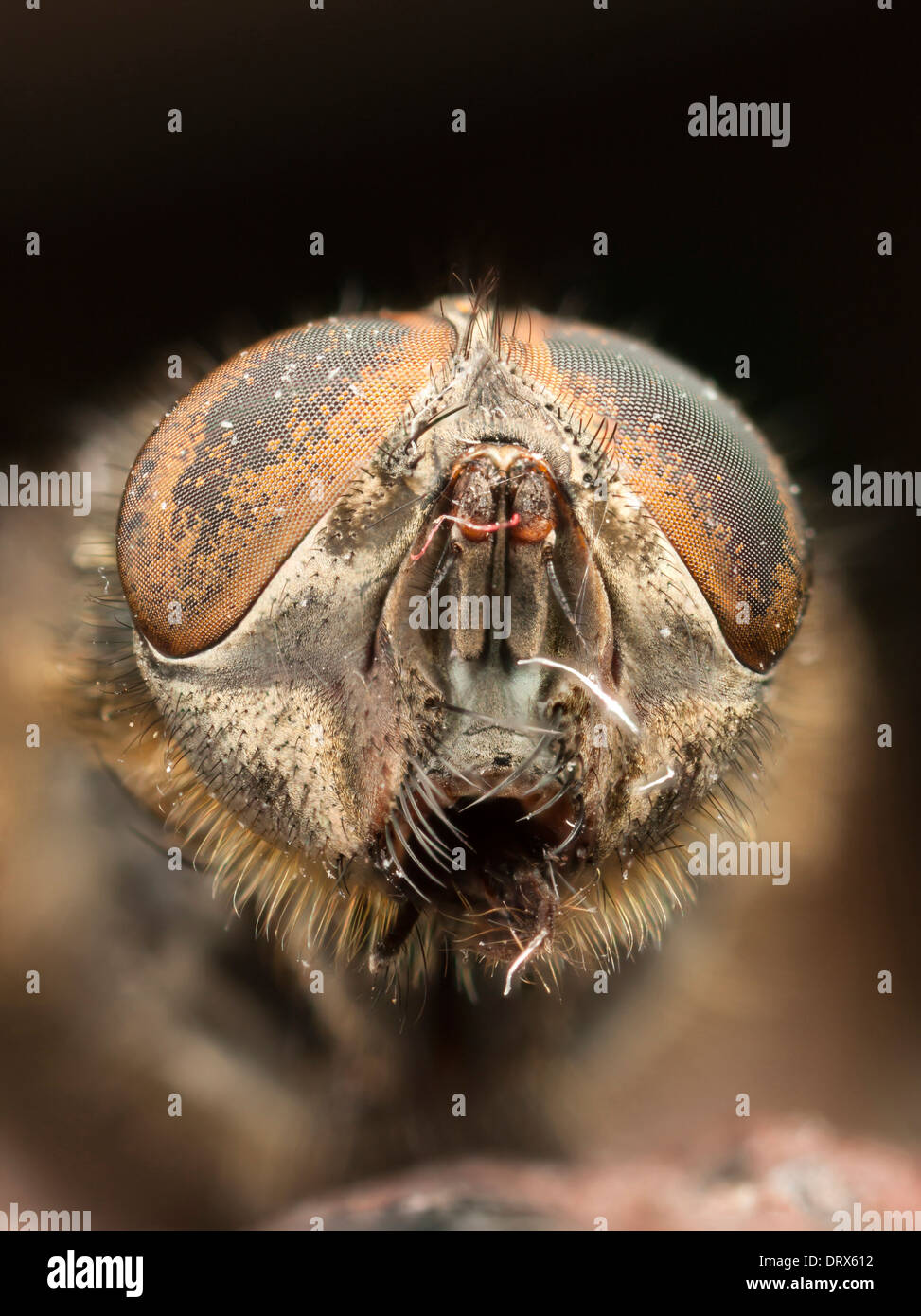 Extreme Nahaufnahme Portrait eine tote Fliege Kopf Stockfoto