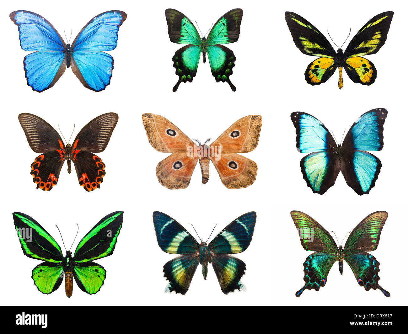 Tropische Schmetterlinge Stockfoto