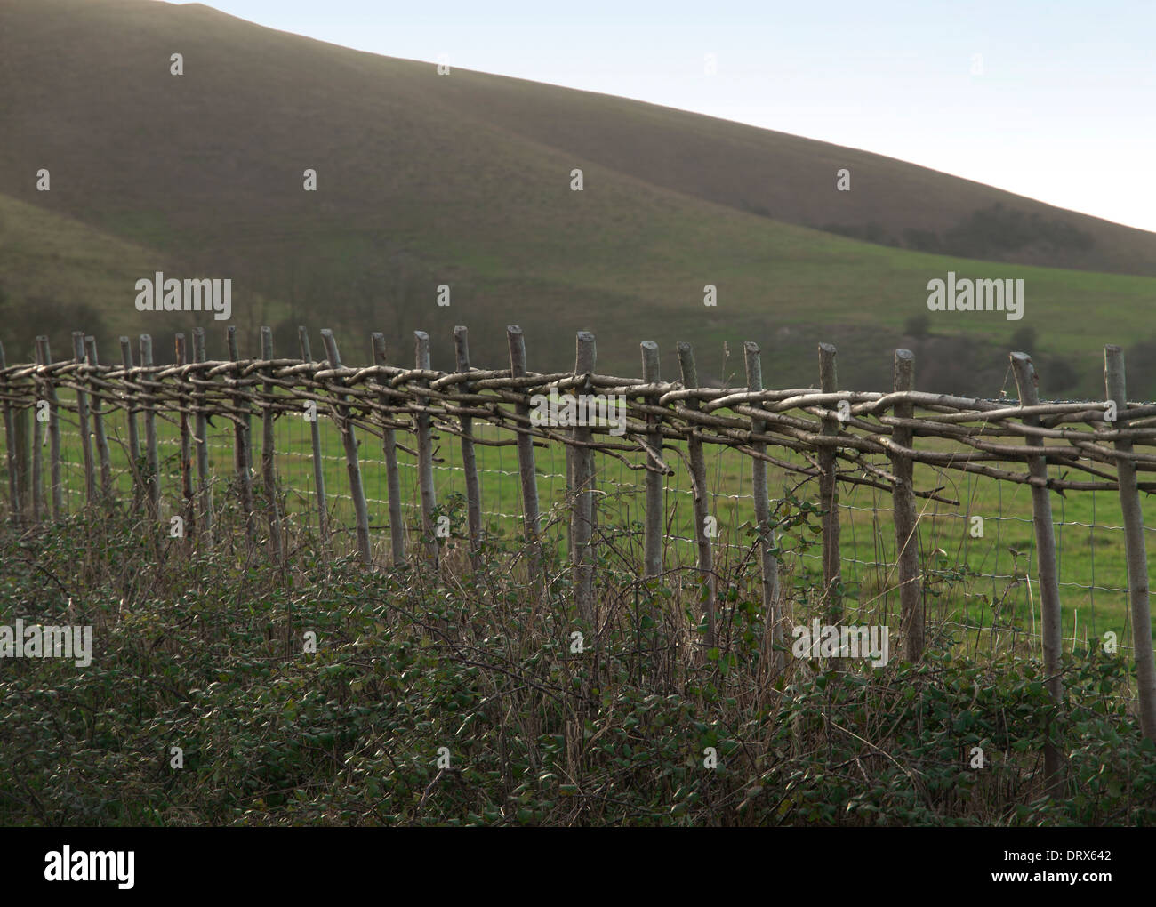 Neu angelegte traditionelle Absicherung in East Sussex am Fuße der South Downs Stockfoto