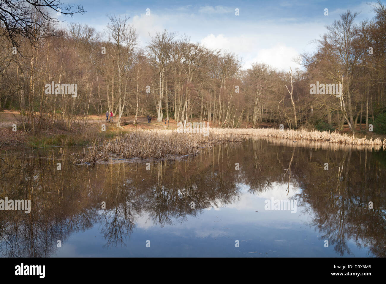 Bäume und See in englischen Landschaft am Burnham Beeches, Burnham, Buckinghamshire England UK Stockfoto