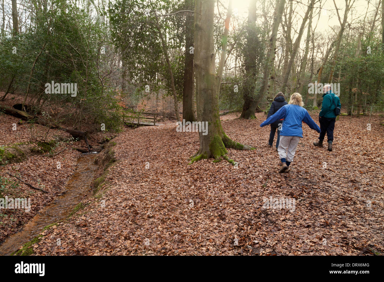 Menschen wandern in Burnham Beeches im Winter - Wald in Burnham, Buckinghamshire England UK Stockfoto