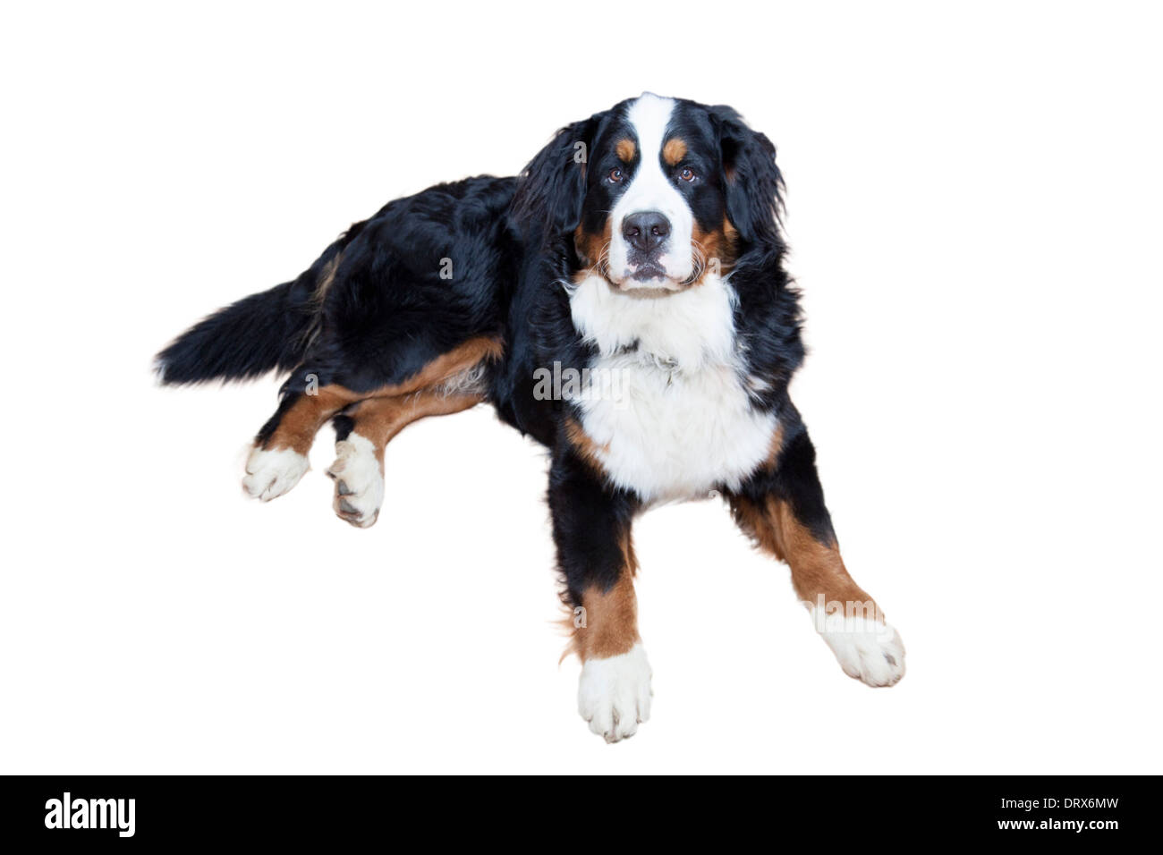 Festlegung von männlichen Berner Sennenhund Stockfoto