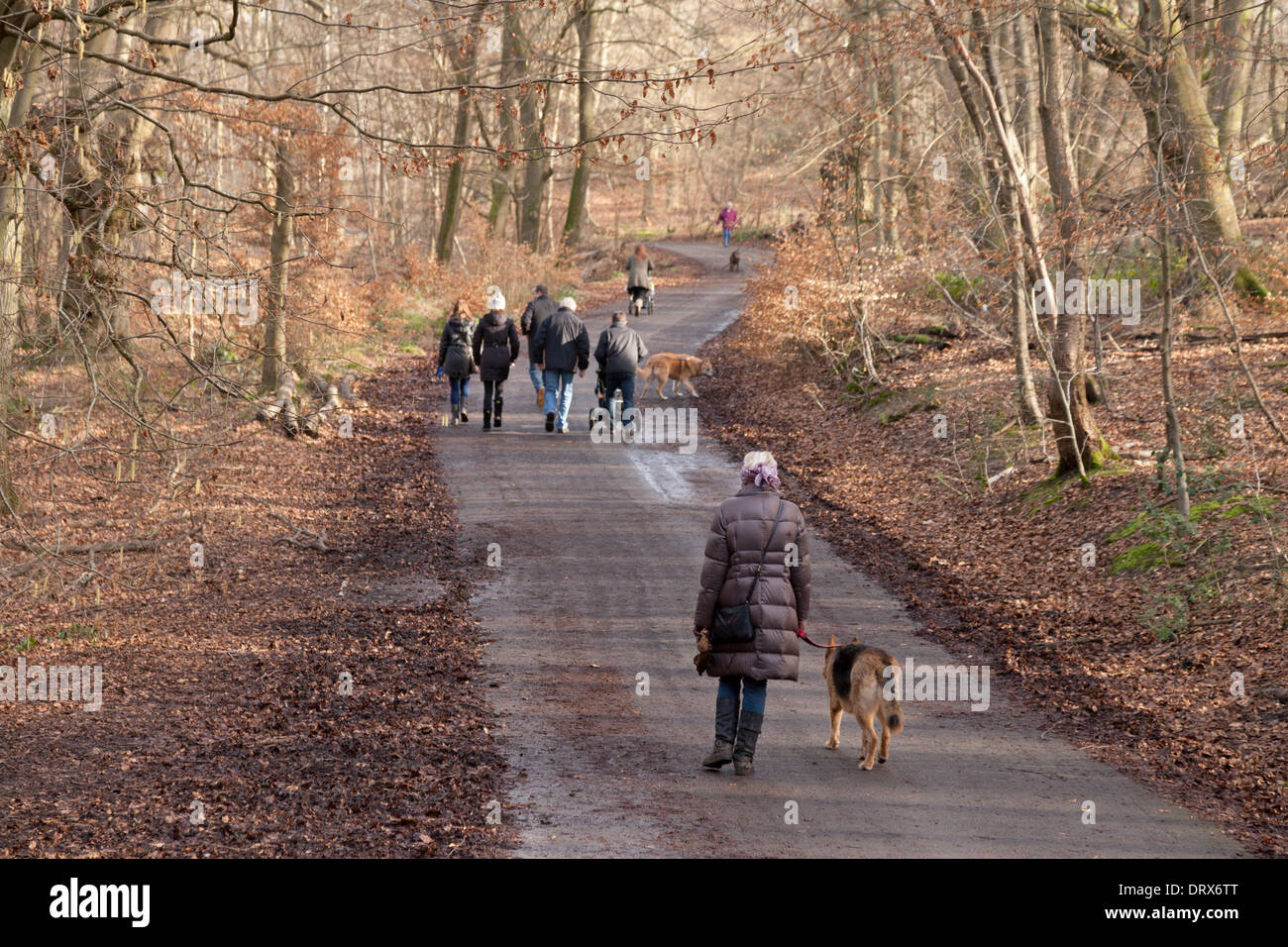 Hundewiesen UK - Menschen Spaziergang mit dem Hund in Burnham Beeches Wäldern, Burnham, Buckinghamshire UK Stockfoto