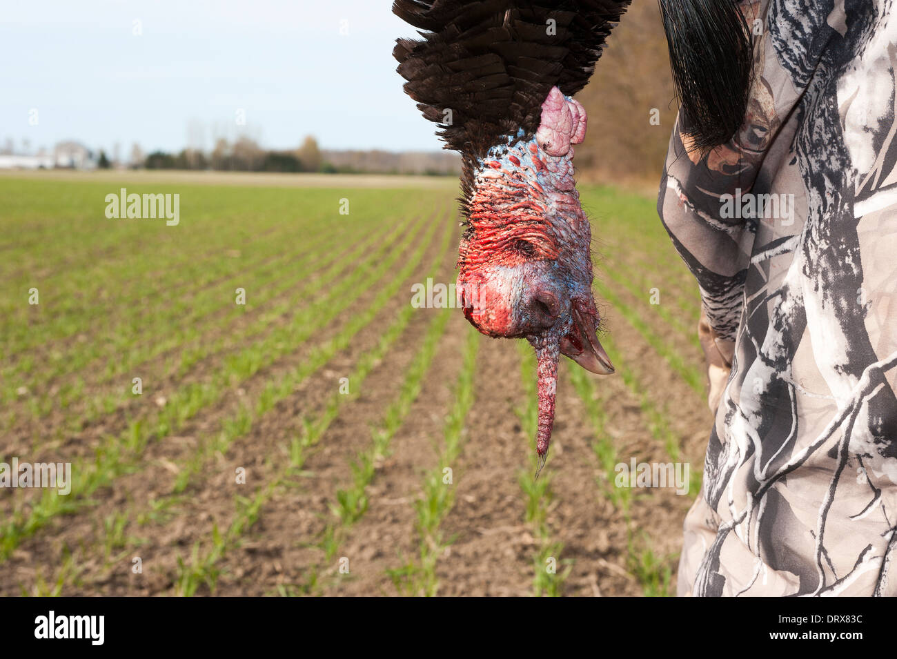 Ein Jäger trägt der Wildtruthahn schoss er durch einen Acker. Stockfoto