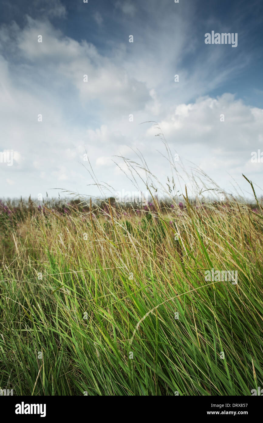 Lange Grashalme wiegen sich im Wind an einem Sommertag Stockfoto