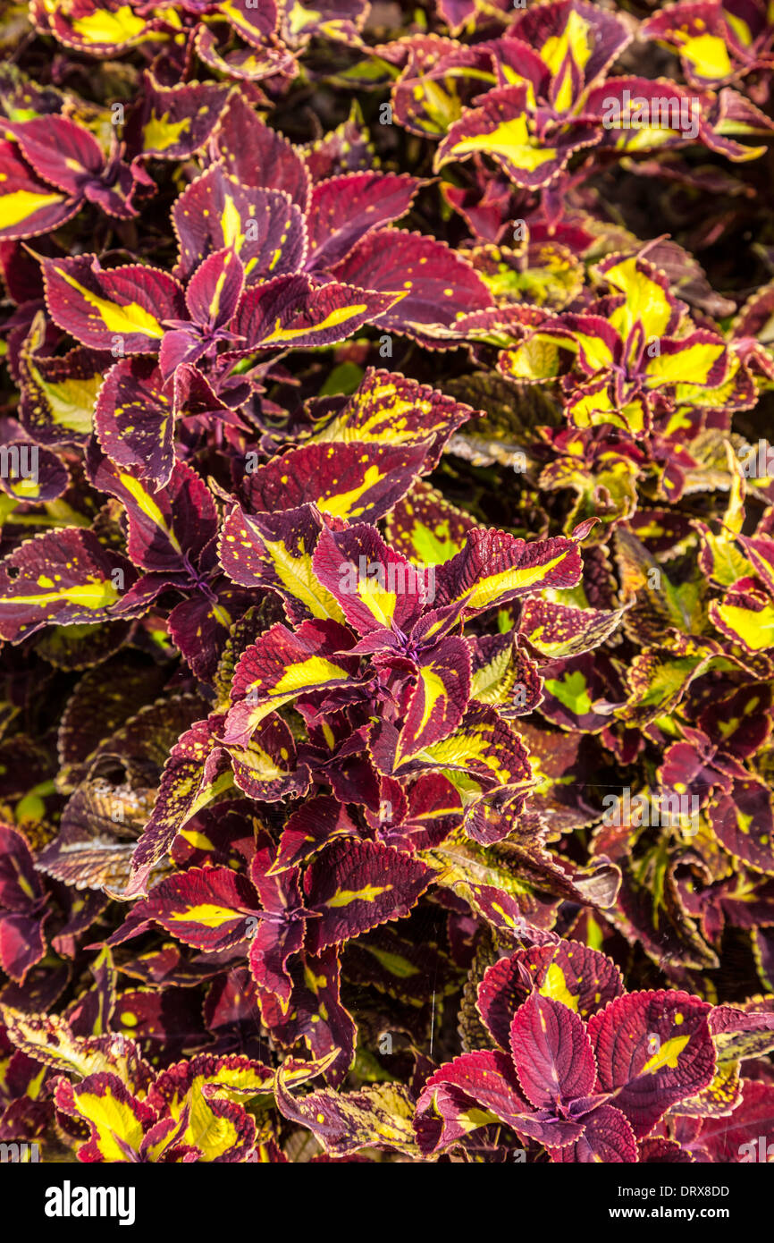 Eine Gruppe von bunte bunte Coleus im heimischen Garten Stockfoto