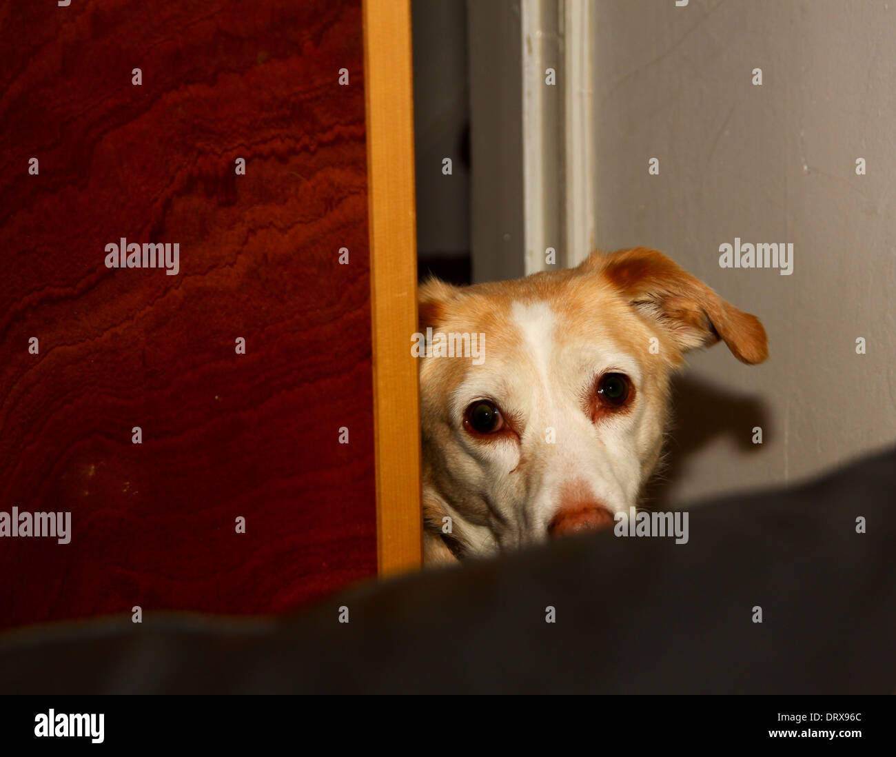 Mischling Hund spähen Runde Tür Stockfoto
