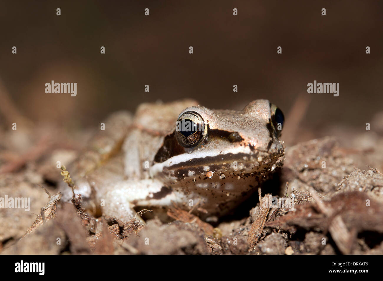 Ein Holz-Frosch im Laub auf dem Boden in Connecticut Stockfoto