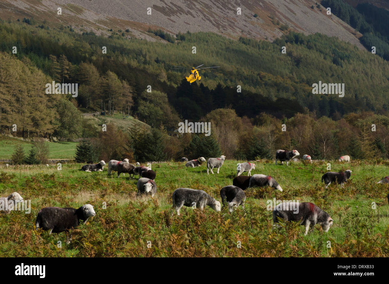 Ein RAF-Rettungshubschrauber Tiefflug über Ennerdale. die Schafe im Vordergrund scheint ungestört Stockfoto