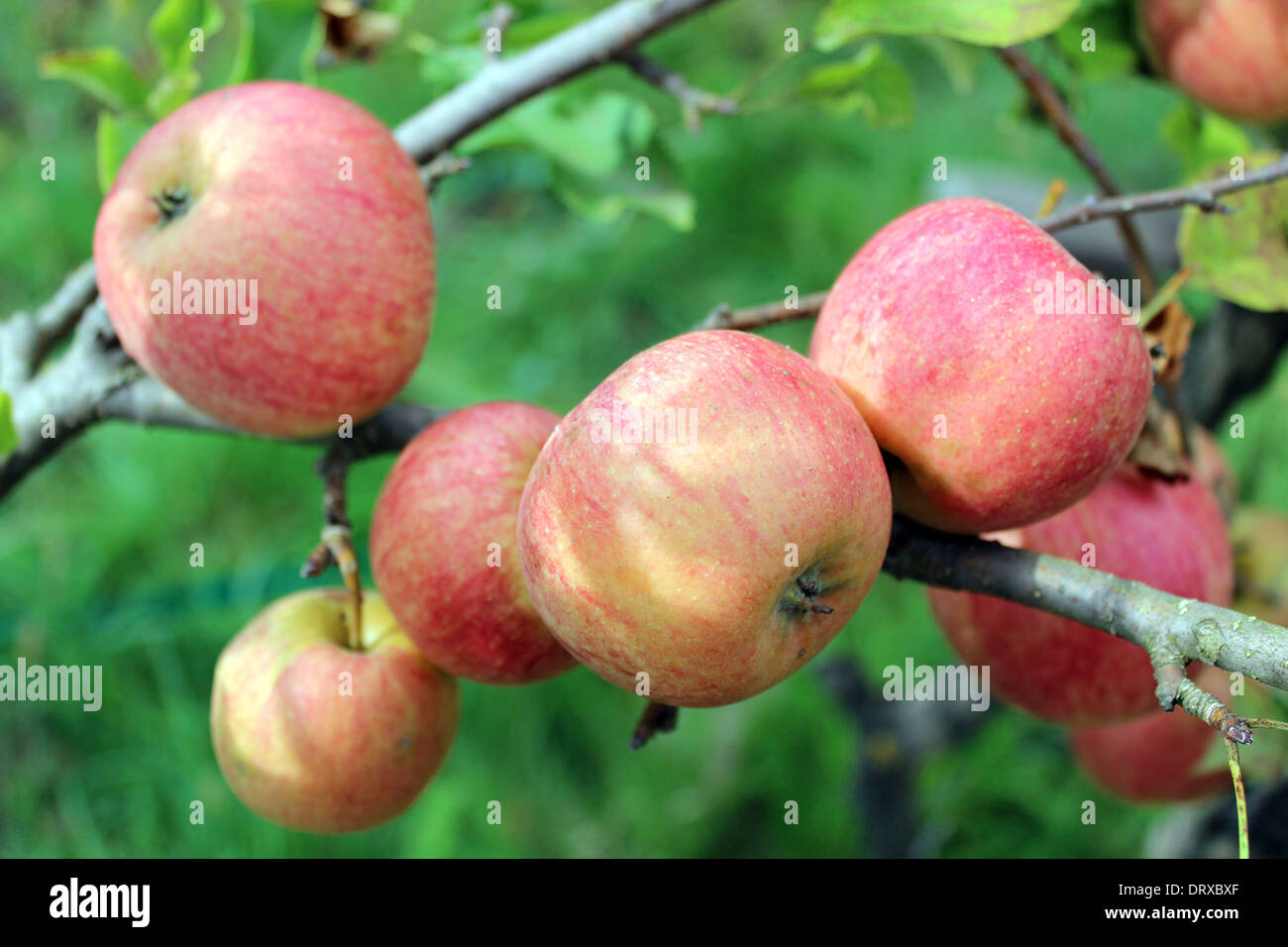 sehr lecker und reife Äpfel am Baum hängen Stockfoto