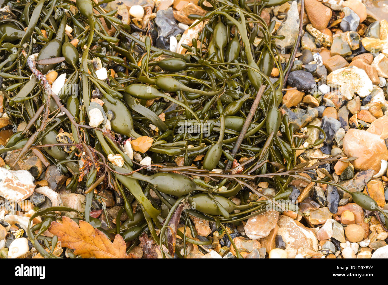 Ei-Wrack (Ascophyllum Nodosum) ist eine Alge gefunden auf Mitte des Ufers im Vereinigten Königreich. Stockfoto