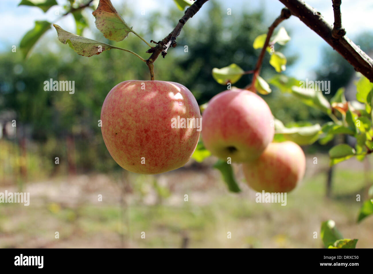 sehr lecker und reife Äpfel am Baum hängen Stockfoto