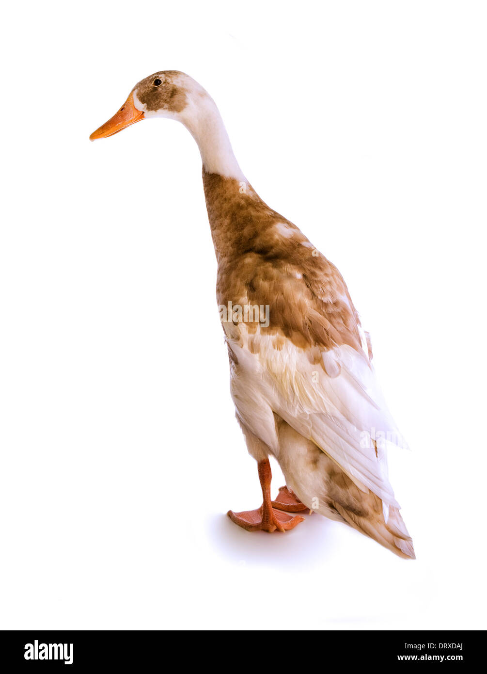 Indian Runner Duck Rückansicht auf Whtie Hintergrund isoliert Stockfoto